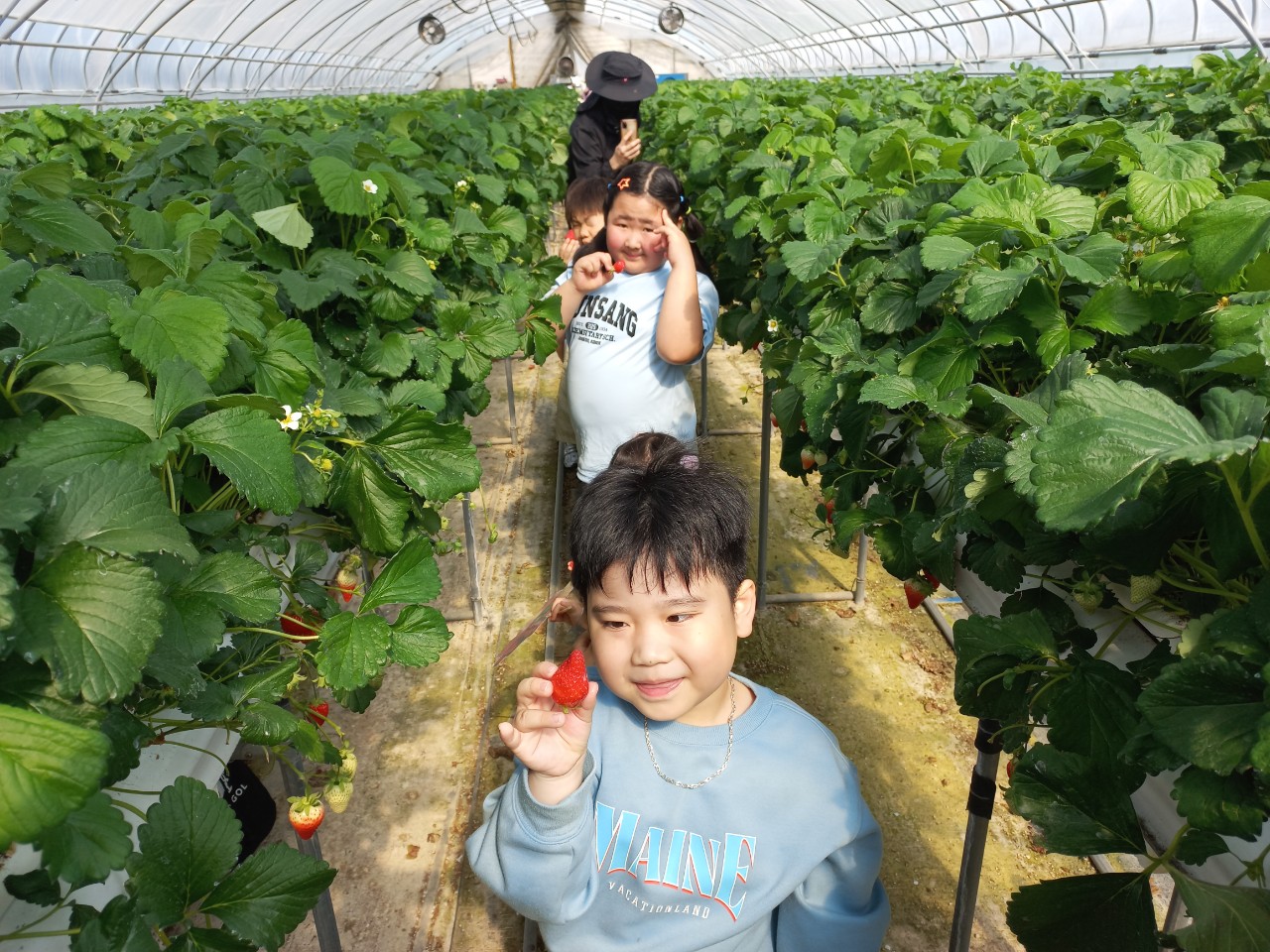 2025. 문상초등학교-동문연계 딸기밭체험학습-68490219459