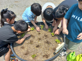 2025. 문상초등학교-학교 텃밭(화분) 체험활동-69249634475.jpg
